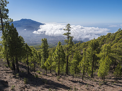 西班牙加那利群岛拉帕尔马火山口国家公园的山远足小径上的火山景观和郁郁葱葱的绿色松树林旅游山脉森林松树环境火山口旅行公园远足国家图片