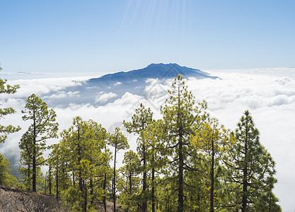 西班牙加那利群岛拉帕尔马火山口国家公园的山远足小径上的火山景观和郁郁葱葱的绿色松树林火山口森林环境国家旅游远足树木木头公园假期图片