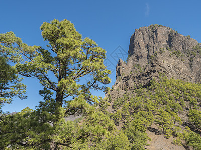 西班牙加那利群岛拉帕尔马火山弹坑国家公园的观点 火山景观和大片松树林森林风景环境木头陨石公园火山口松树远足旅游图片