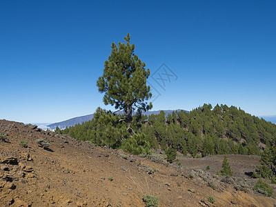 火山景观与郁郁葱葱的绿色松树 五颜六色的火山和熔岩岩场沿着路径 在拉帕尔马岛 加那利群岛 西班牙 蓝天背景的远足径路线沙漠旅行小图片