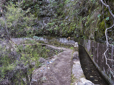 沿着 levada 的路径 在神秘的月桂树森林的水道 在西班牙加那利群岛拉帕尔马远足小径 Los Tilos 的郁郁葱葱的亚热带图片