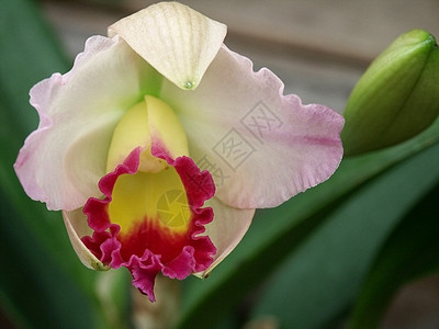 闪幕叶子郁金香花瓣植物植物群粉色季节花园黄色白色图片