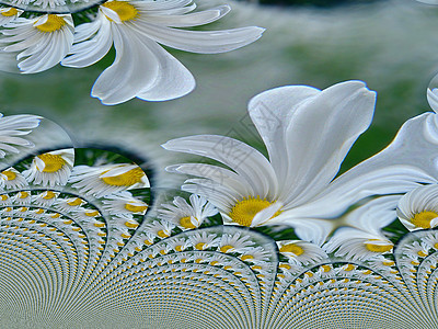 花的分形装饰品边界花瓣季节宏观叶子草本植物植物洋甘菊药品图片