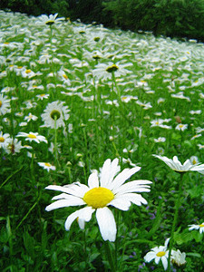 Camomile 字段生长野花药品美丽场地雏菊花朵草地花瓣牧场图片