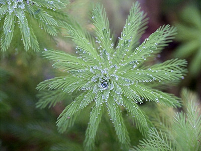 费尔枝条云杉季节植物群松树植物公园宏观雨滴水滴图片