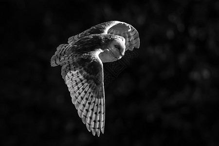 普通的Barn Owl Tyto alba 飞行中展翅开阔图片