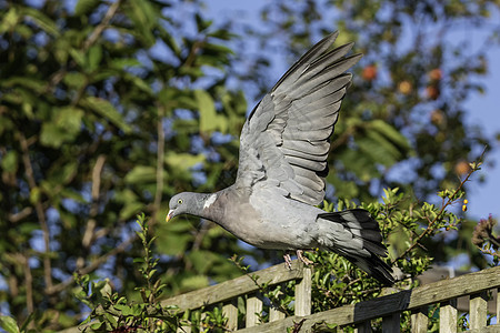 普通木鸽雀科鸽子歌曲花园动物群画眉航班公园野生动物岩鸽图片