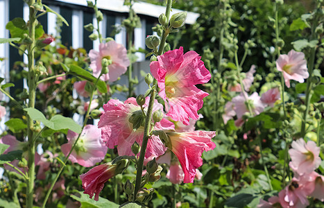粉红花朵 紧贴在绿色和新鲜背景上植物园艺蓝色宏观农场玫瑰叶子紫色花园植物群图片