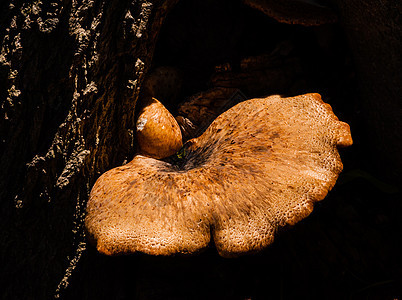 阳光下的蘑菇 从暗树上生长图片