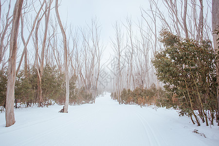 澳大利亚的山丘轨迹湖场景薄雾滑雪胶树白色山脉旅游季节性风景天气图片