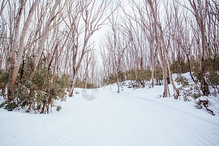 澳大利亚的山丘轨迹湖季节性白色远足天气滑雪山脉踪迹胶树旅游薄雾图片