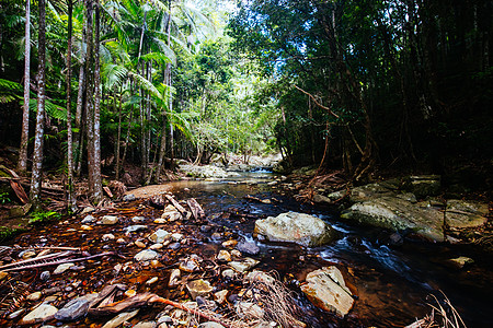 步行在澳大利亚QLD植物楼梯旅行远足热带国家风景蕨类岩石绿色图片