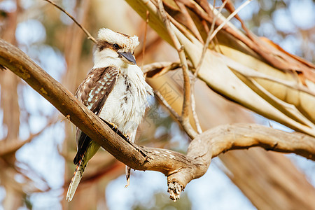 澳洲绞架岩的Kookaburra翠鸟丛林纪念碑森林栖息悬崖山顶侵蚀崎岖动物群图片