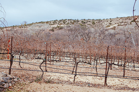 美国的亚利桑那州葡萄园风景栽培生长收成农场藤蔓乡村农村葡萄拉子酒厂图片