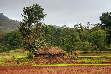 印度农村农业社区风暴生长场地农田农场房子绿色乡村农民村庄图片