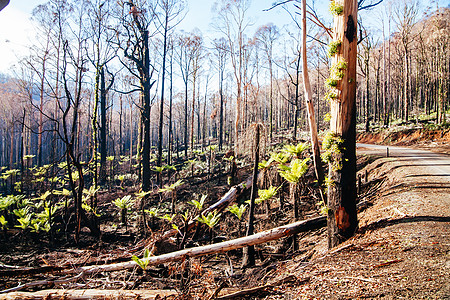 澳大利亚黑色星期六火灾之后的山岳湖Lake Mount旅行丛林森林风景植物群旅游驱动器大火路标桉树图片