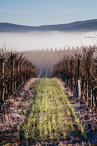 澳大利亚Yarra山谷的冬季藤树酒厂太阳薄雾河谷藤蔓植物群植物阳光风景丘陵图片