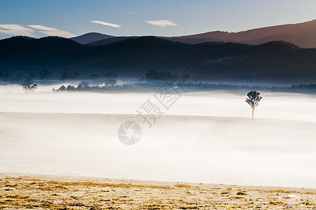 澳大利亚Yarra山谷的冬季藤树植物藤蔓葡萄园薄雾酒厂太阳阳光晴天风景植物群图片