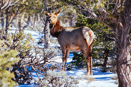 美国亚利桑那州野木鹿哺乳动物野生动物峡谷动物场地骡鹿荒野树木图片