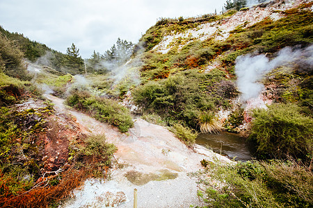 新西兰的Wairakei自然热河谷大自然火山蕨类峡谷温泉谷苔藓环境悬崖小路远足图片