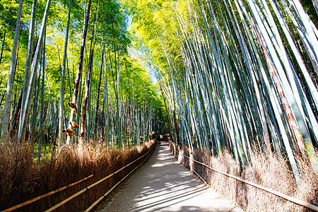 日本京都南部的青山竹木林通道地标竹子森林途径旅行丛林历史性叶子小路图片