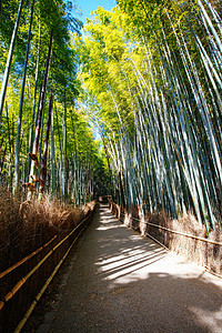 日本京都南部的青山竹木林森林文化街道旅游风景丛林旅行通道途径环境图片