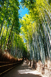 日本京都南部的青山竹木林历史性旅游竹子小路树木途径花园公园旅行地标图片