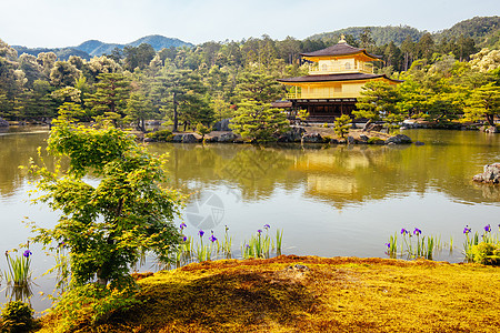 日本京都金宫寺或金殿 日本京都季节地标文化金子旅行公园松树佛教徒花园遗产图片