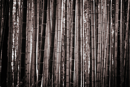 日本京都南部的青山竹木林途径吸引力叶子文化小路旅行地标公园风景树木图片