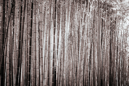 日本京都南部的青山竹木林通道森林小路环境旅游街道公园风景途径花园图片