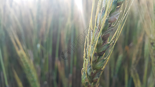 大麦田中大麦颗粒或黑麦的近视粮食农村场地面包植物耳朵环境阳光生产农田图片