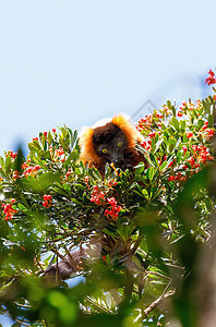马达加斯加野生动物雨林树木哺乳动物动物灵长类情调树叶眼睛公园异国图片