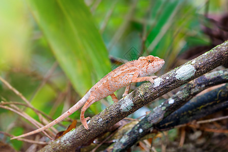 亚马达斯 马达加斯加野生生物和热带野生动物情调蓝色宏观眼睛生态尾巴蜥蜴荒野异国图片