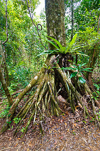马达加斯加马苏阿拉国家公园雨林旅游国家丛林假期荒野热带旅行天堂植物森林图片