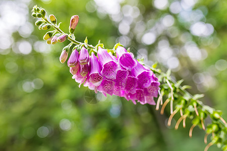 粉色花朵Foxglove  数字 Purpurea制药森林野花天空管子植物群紫色植物学植物荒野图片