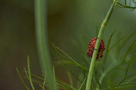 在莳萝 红色和黑色条纹臭虫 的绿色分支上的红色条纹臭虫动物甲虫消防队员家庭昆虫荒野生态宏观野生动物木头图片