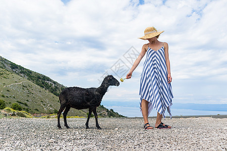 在克罗地亚亚得里亚海沿岸旅行时 穿着条纹夏装和草帽的年轻迷人女游客蹲着 喂养和抚摸黑羊女孩女士害群假期帽子国家吸引力风景农村旅游图片