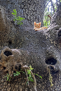 树干上的小猫野生动物动物哺乳动物宠物猎人木头猫咪头发荒野猫科图片