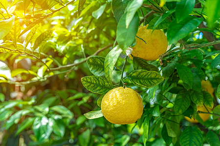 绿树上的黄柠檬生长阳光收成水果背景树林叶子农业植物晴天图片