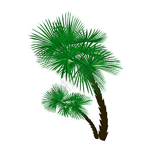 两棵绿色棕榈树 其角度与白色背景隔离 矢量图示图片