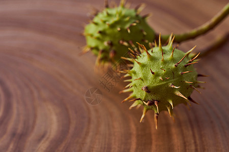 木制切片上野生栗子的绿色果实 近距离 有复制空间果皮工作室板栗宏观坚果种子植物季节性皮肤白色背景图片