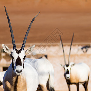 在阿曼沙漠的Gemsbok Oryx 瞪羚图片