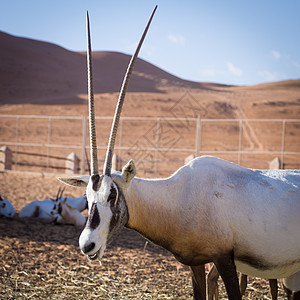 有壮观角的大羚羊Gemsbok Oryx 瞪羚 在阿曼沙漠被囚禁栅栏环境牛角羚羊动物荒野野生动物沙漠冒险旅行图片