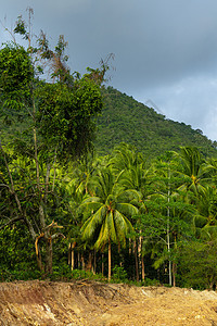丛林中的电力线 文明进入了热带雨林的荒野公园叶子椰子情调植物学气候植被旅行晴天植物图片
