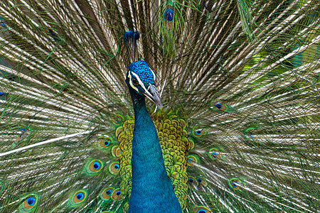 美丽整洁的雄性孔雀张开尾巴与雌性尾巴调情仪式野生动物公园野鸡脖子蓝色展览动物园男性荒野图片