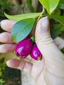 粉红水果 种子 鲜花或花蕾 南非森林图片