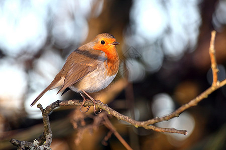 罗宾红胸 在冬天的树枝上翅膀木头林地动物画眉动物群羽毛花园游泳森林图片