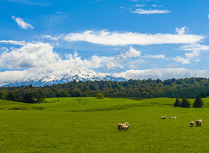 冰煮羊肉鲁阿佩胡山和新西兰油田背景