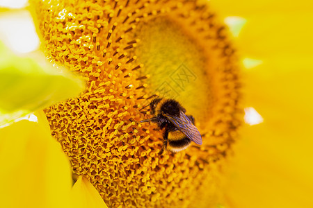 白色尾巴大黄蜂贴近向日葵背景图片