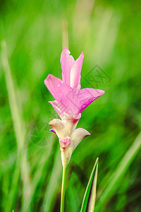 克拉谢花朵 大自然粉红色 美丽花园植物学旅行花瓣季节热带叶子郁金香场地植物图片